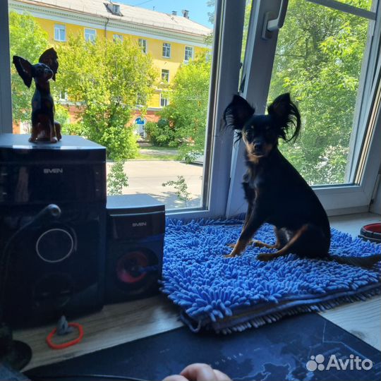 Русский той-терьер длинношерстный