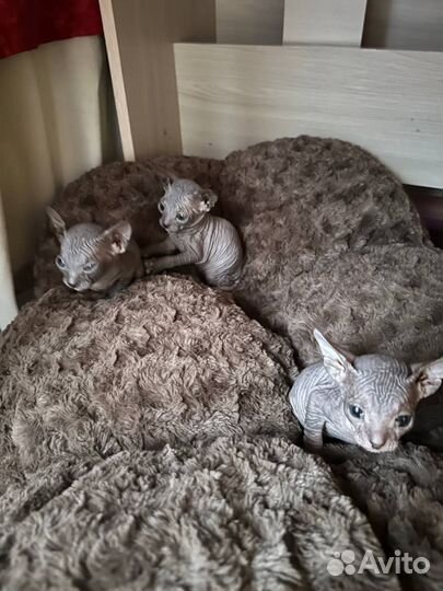 Донской сфинкс