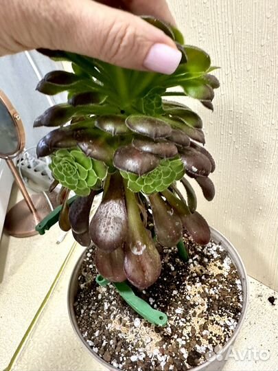 Эониумы разные