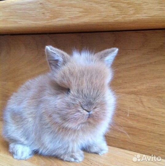 Декоративные Кролики Baby из Питомника, Привитые