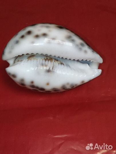 Ракушка сувенир