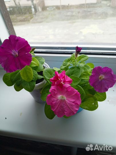 Петунии разных цветов