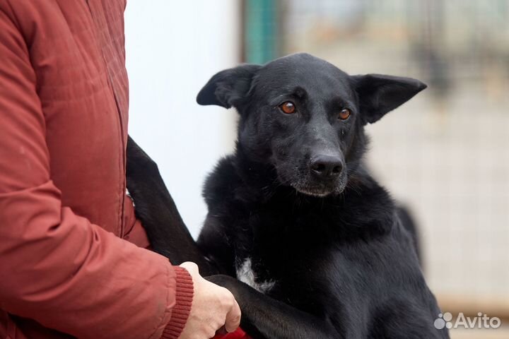 Собака из приюта