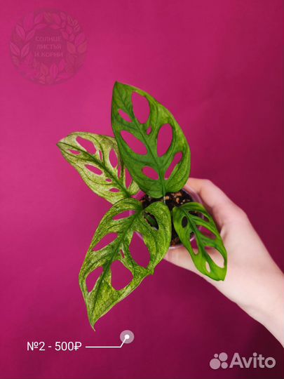 Монстера Адансони Архипелаго Вариегатная