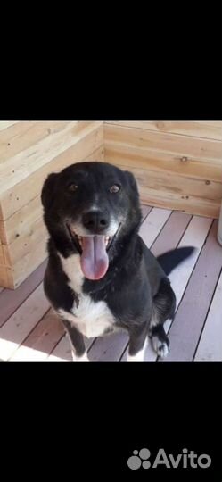 Собака Маруся