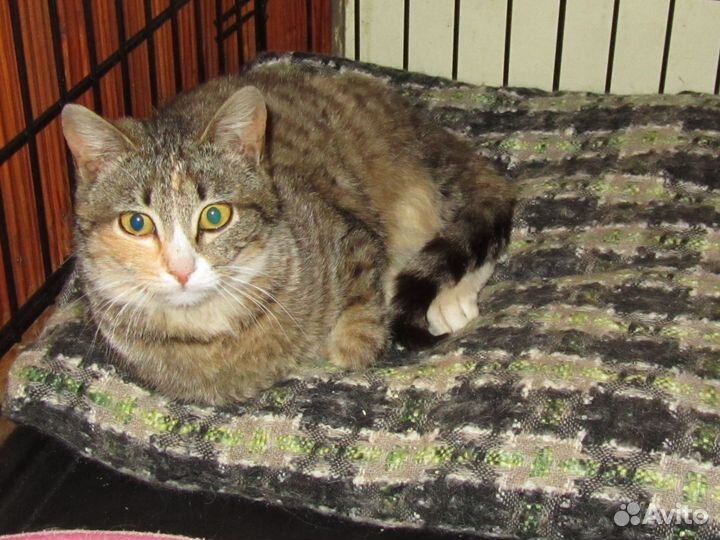 Кошечка табби