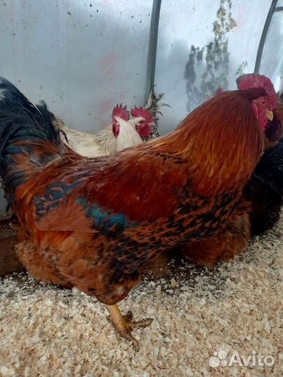 Петухи