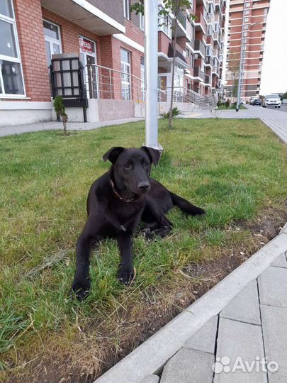 Друг в добрые руки