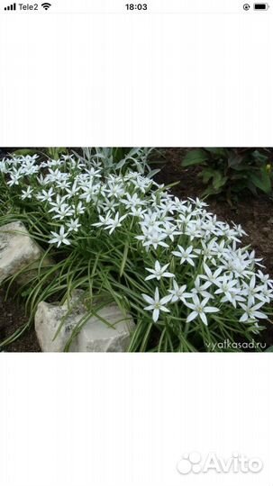 Цветы многолетники