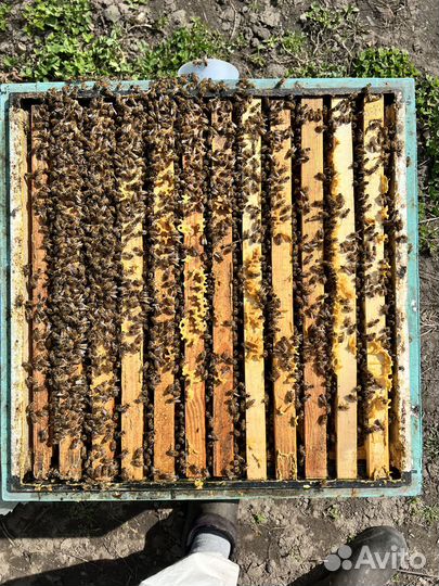 Пчелосемьи, пчелопакеты