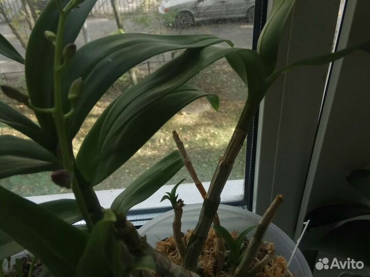 Дендробиум Берри Ода