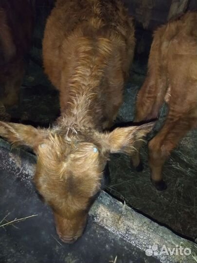 Бычка и телочку