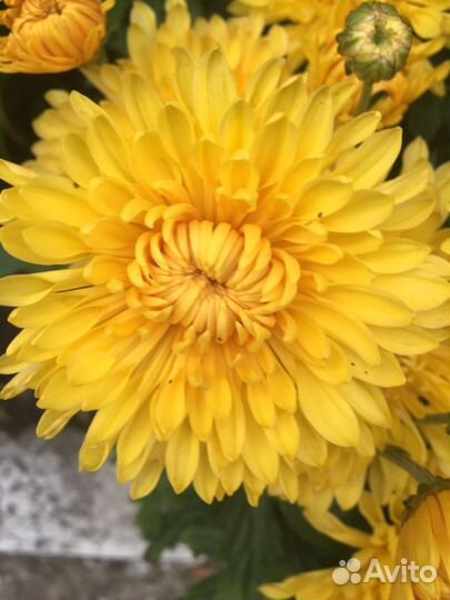 Хризантема