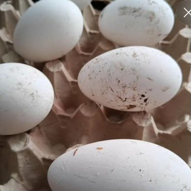 Яйца гусиные