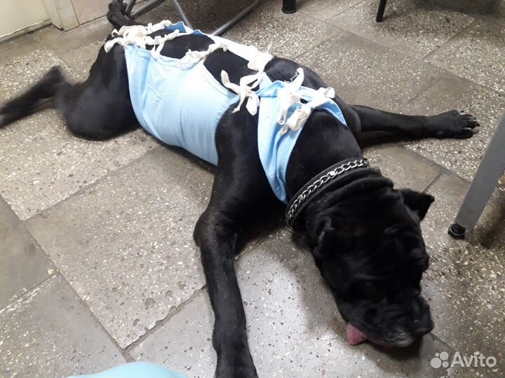 Кастрация, Стерилизация, Вакцинация