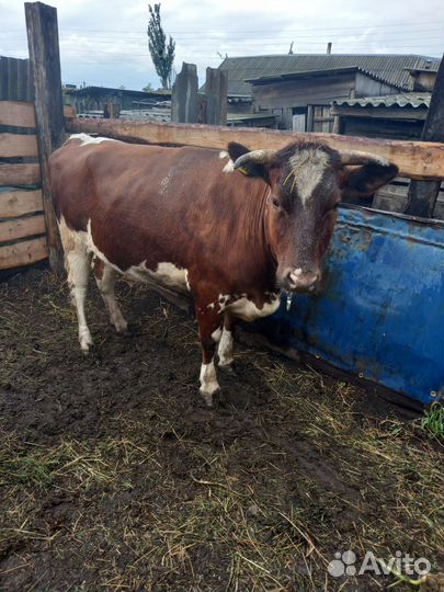 Корова нетель