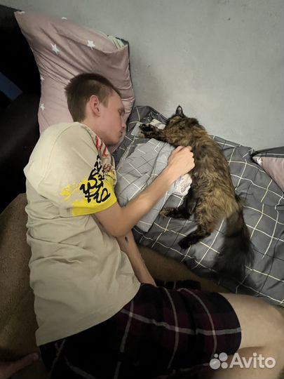 Кошка в дар бесплатно