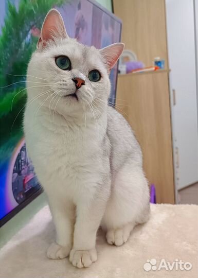 Шотландский кот на вязку