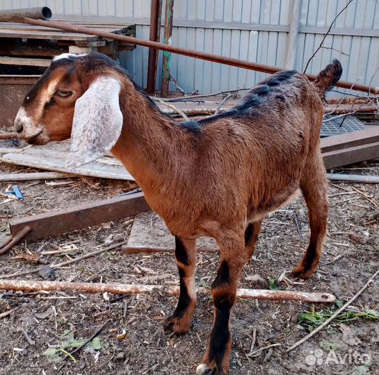 Козлята нубийские