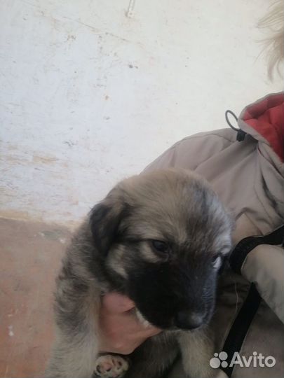 Собака в добрые руки отдам бесплатно