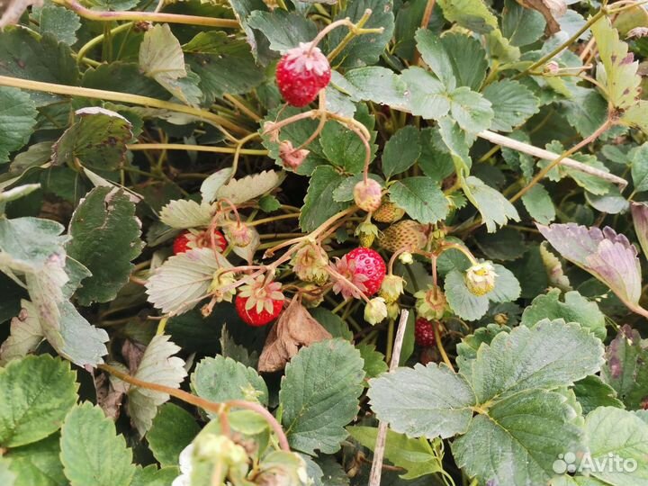 Рассада Виктория ремантадная высокоурожайная