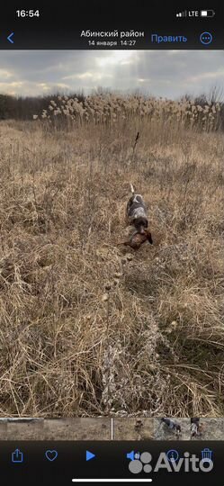 Щенки курцхаара