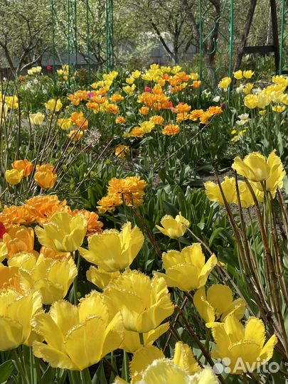 Домработница с проживанием