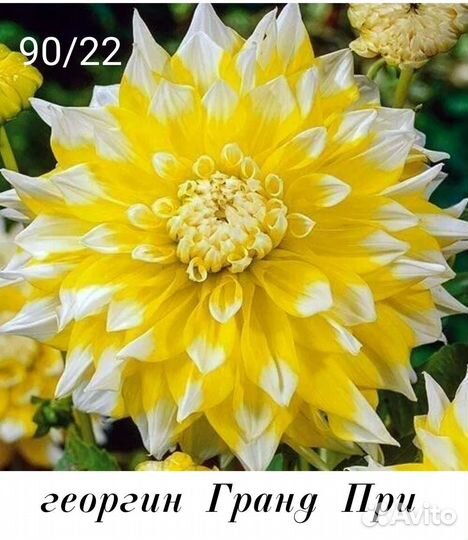 Георгины сортовые клубни