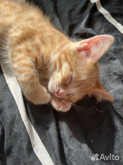 Котик бесплатно