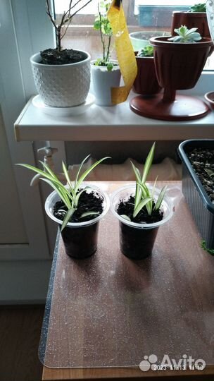 Хлорофитум хохлатый