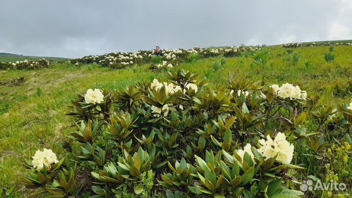 Экскурсии в горы Лагонаки поездки на плато