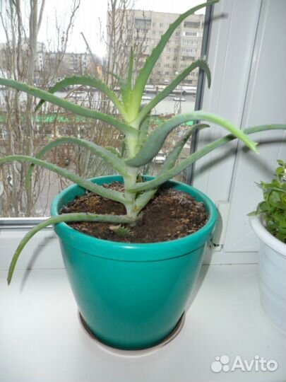 Алое древовидное (лечебное)