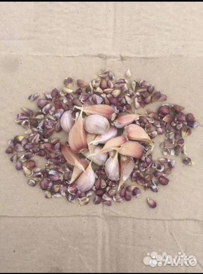 Чеснок на посадку