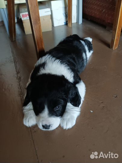 Щенки алабая продажа