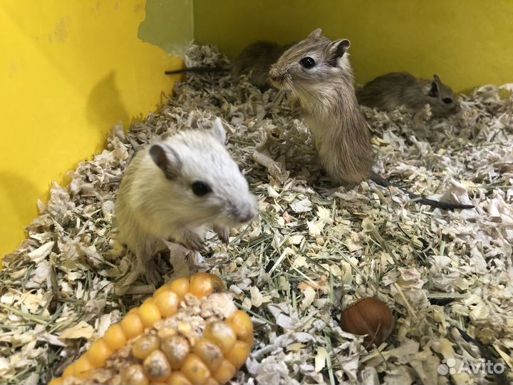 Песчанка