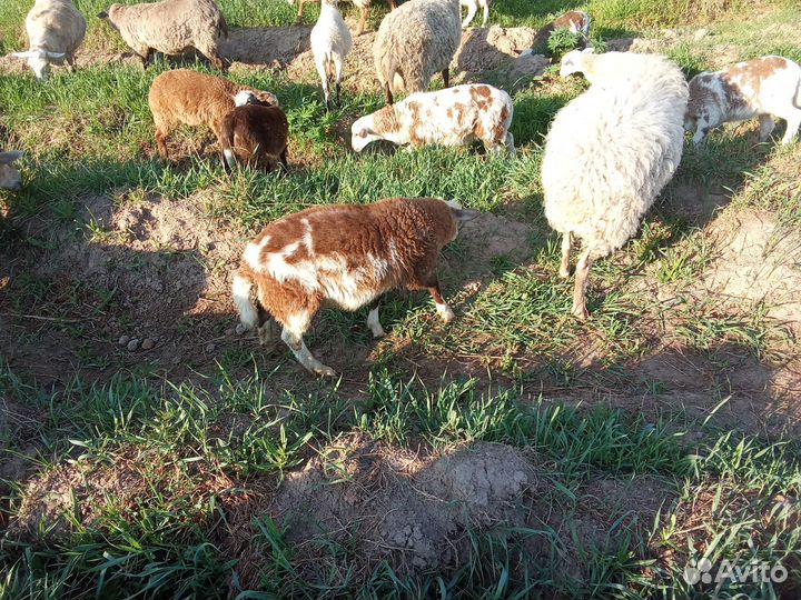 Овцы бараны ягнята