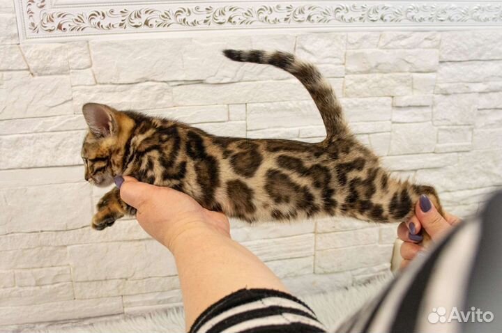 Бенгальские котята, мальчики и девочки