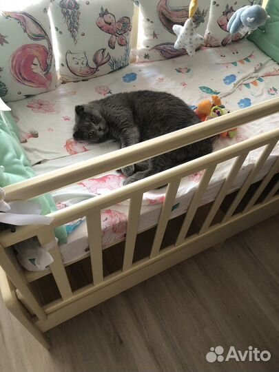 Шотландская вислоухая