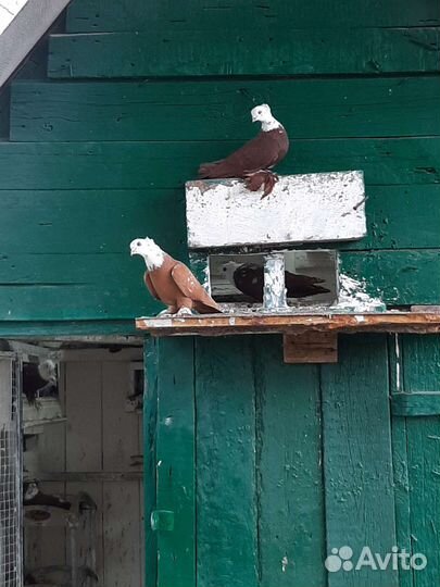 Продажа голубей