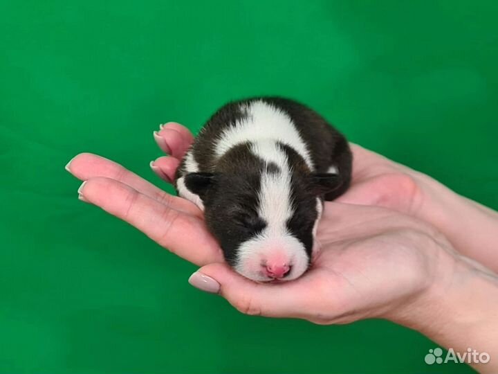 Щенки басенджи