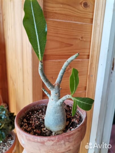 Адениум арабикум