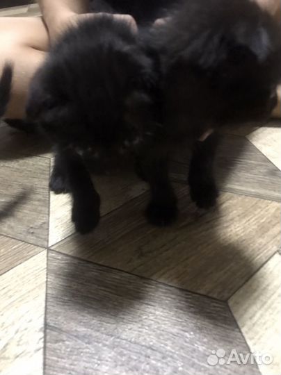 Котята вислоухие