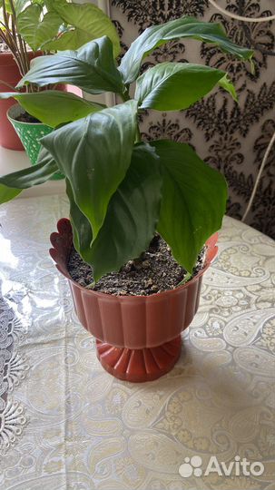 Спатифиллум