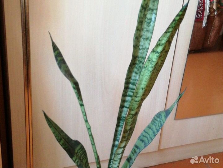 Сансевиерия