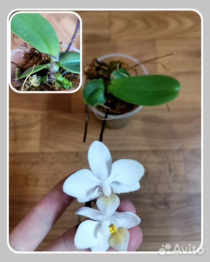 Орхидея фаленопсис детка
