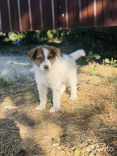 Щенок в добрые руки бесплатно