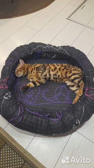 Бенгальский кот вязка
