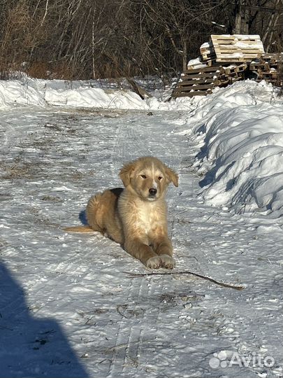 Щенок в добрые руки