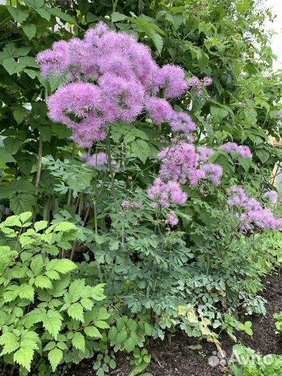 Многолетние садовые растения