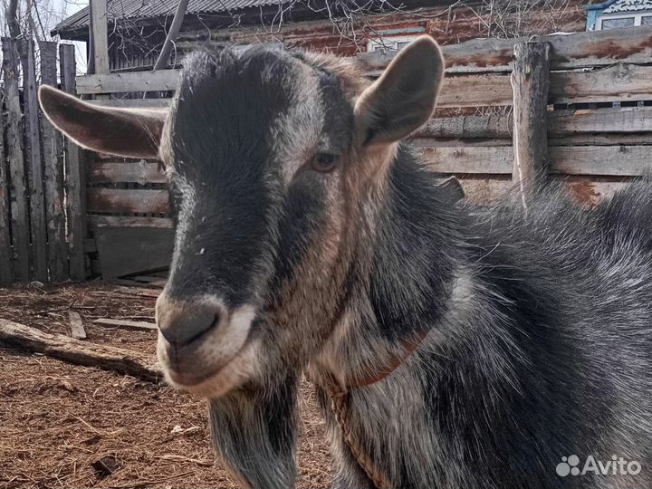 Альпийский козёл